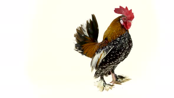 Rooster Milfler Isolated at White Background in Studio