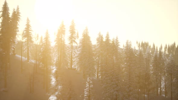 Aerial View of Forest During Cold Winter Morning