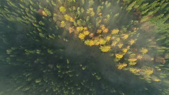 Drone rising perspective over forest shrouded in mist