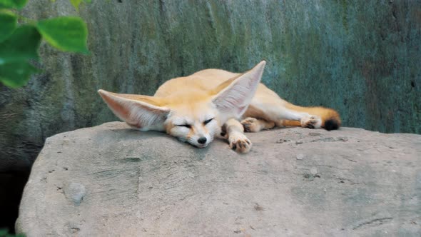 Adorable Fennec Fox Sleeping on Big Stone at the Zoo