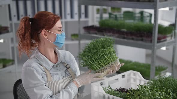 Selling and Business in Agriculture Young Female Farmer in Medical Mask Holding Micro Green