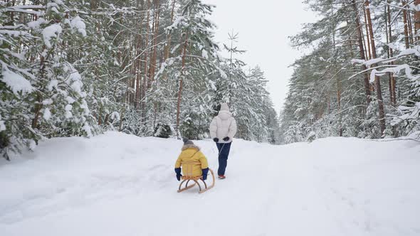 Calm Winter Forest in Christmas Vacation Mother and Child are Walking Woman is Pulling Sledge