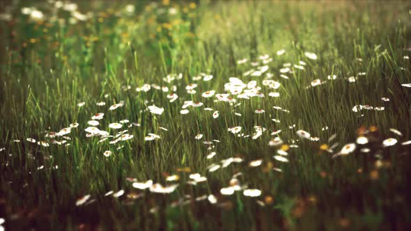 Field with Green Grass and Wild Flowers at Sunset