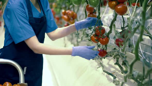 Professional Gardener Works in a Glasshouse Collecting Tomatoes