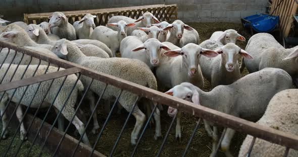 Sheeps on a Flock Farm