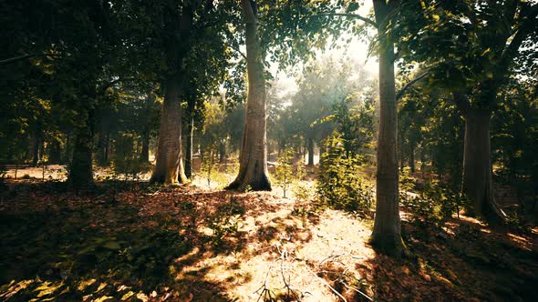 Thick Dark Forest with Moss and Sun Rays Shining Trough