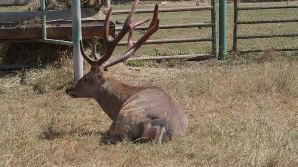 Sika Deer Buck in Field