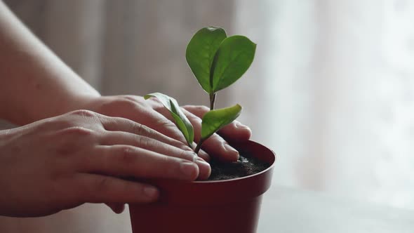 Replanting a Houseplant in a Pot