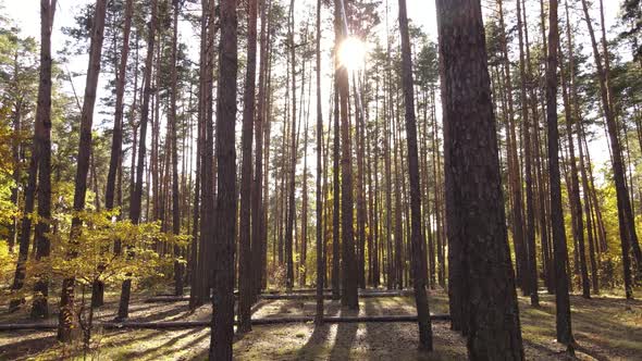 Trees in the Forest on an Autumn Day