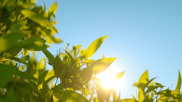 Green wild herbs waving against the morning sun