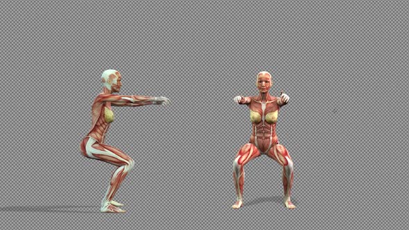 Female Muscle Anatomy Exercise Pack