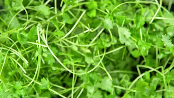 Super Slow Motion Shot of Flying Fresh Coriander Towards Camera at 1000Fps.