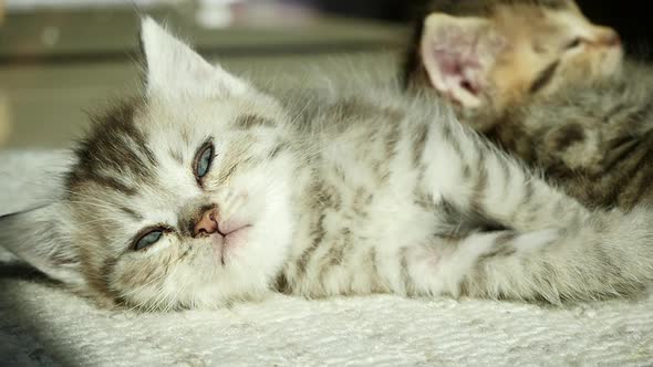 Cute Scottish Kitten Sleeping Under Sunlight