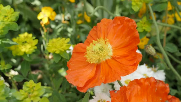 Close-up red and orange    boreal flowering plant Iceland Poppy in the garden 4K 2160p 30fps UltraHD