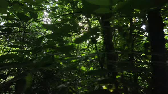 Green Forest with Trees By Day