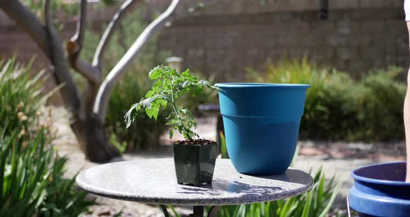 Close up on the hands of a man gardener planting a tomato plant in new potting soil with a hand trow