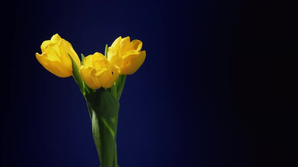 Timelapse of a Bunch of Yellow Tulip Flowers Blooming