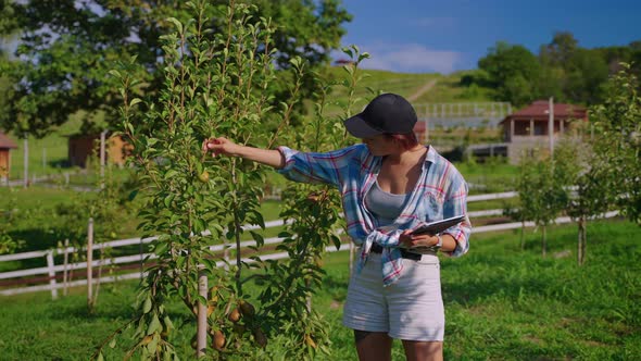 Plant Breeder Examining a Pear Tree