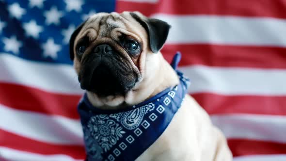 The Young Pug with American Flag