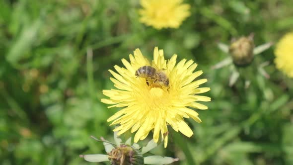 A Bee Collects Pollen From a Dandelion