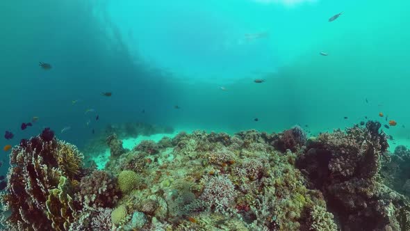 The Underwater World of a Coral Reef. Panglao, Philippines.