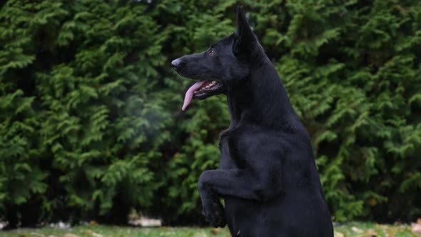 The Black German Shepherd Dog Stands on Its Hind Legs Holding Its Front Legs in Front of It