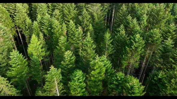 Aerial view og green trees in coniferous forest. Woodlands in summer day.