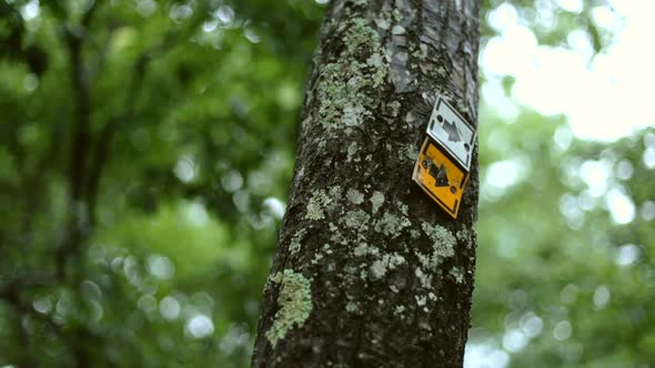 Forest Trail Markers on Tree