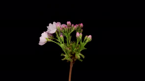 Timelapse of a Pink Flowers Cherry Blossom