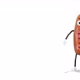Sausage Comes Out From The Right Side Of The Screen And Greeting on White Background  - VideoHive Item for Sale