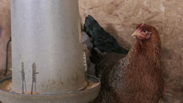 UHD A hen stands next to a feeding trough while a black chicken walks in the background