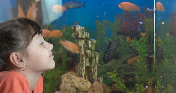 Child watch underwater fishes. 