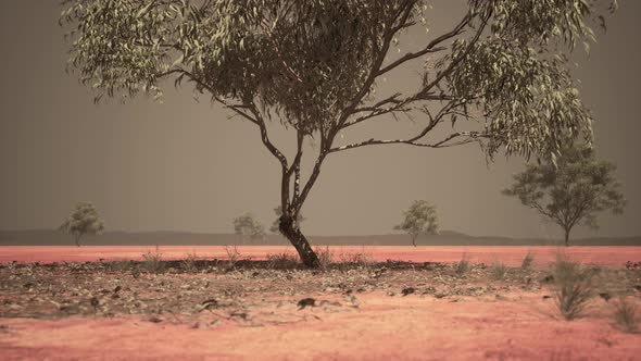 Dry African Savannah with Trees