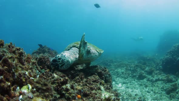 A hungry endangered Hawksbill Turtle eating coral and sea sponges on a reef