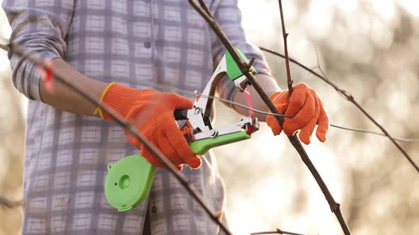 Gardener Fixating Grapevines