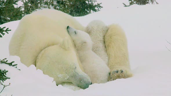 Medium shot of a Polar Bear sow and her two cubs sleeping in the snow.