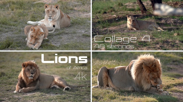 Lion king of the jungle - Collage 4 - grooming - South Africa