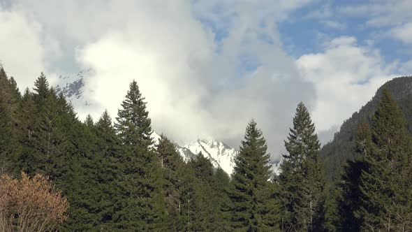 Forest in Front of Snowy Mountains Climate