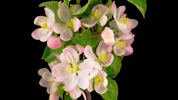 White Apple Tree Flowers
