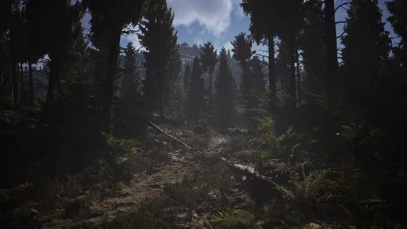 Spruce Forest at Summer Day alt