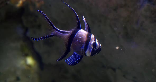 Banggai Cardinal Fish, Pterapogon kauderni, Real Time 4K