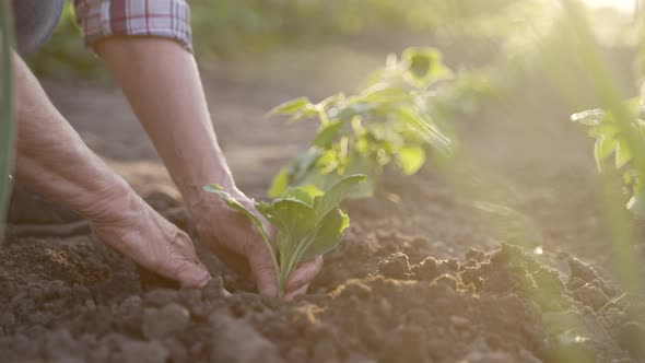 Senior Female Farmer Planting Young Plant in Soil