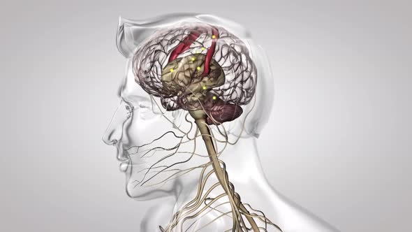 Human brain with neuronal impulses. It turns. Arranged Neuronal Activities alt