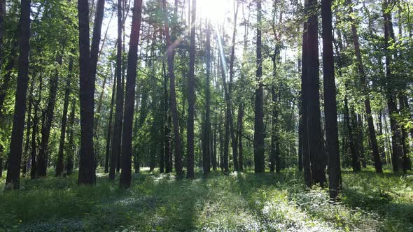 Beautiful Green Forest on a Summer Day Slow Motion