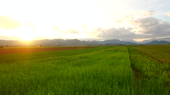 Food Production on the Field with Barley