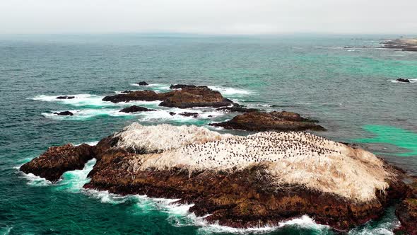 A rocky island on the ocean with many black pelicans resting. Monterey Bay, California, USA. Bird’s