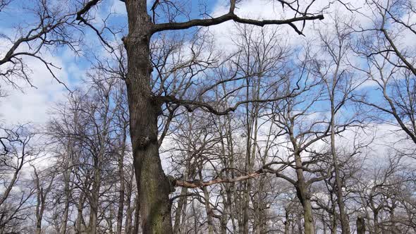 Forest with Trees Without Leaves During the Day