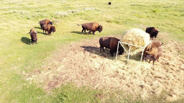 Large Herd Of American Bison In Wild Nature at Meadow Animal Breeding Ecology Exploration Power