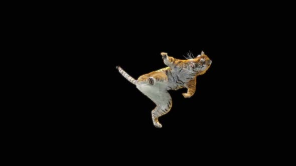 15 Tiger Dancing HD