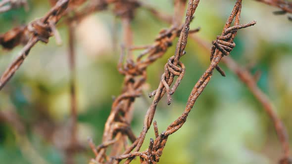 Barbed Wire